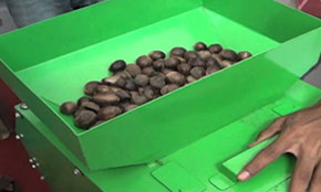 Nutmeg Processing